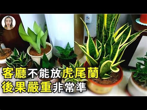 虎尾蘭风水|【擺放虎尾蘭風水】虎尾蘭擺放風水招財避厄，居家必備植物